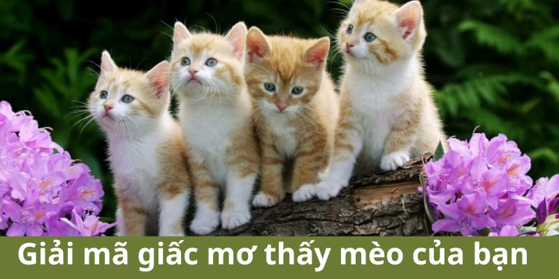 Mơ Thấy Mèo Đánh Số Mấy - Thách Thức Trò Chơi Kiếm Tiền